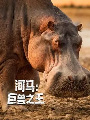 《河马：巨兽之王》：探秘非洲巨兽的惊人力量与野性生存法则，揭示其在生态系统中的关键地位